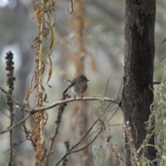 Petroica rosea at Yarrow, NSW - 22 Jul 2022