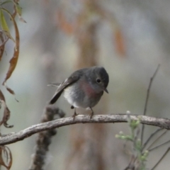 Petroica rosea at Yarrow, NSW - 22 Jul 2022