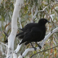 Corcorax melanorhamphos (White-winged Chough) at QPRC LGA - 22 Jul 2022 by Steve_Bok