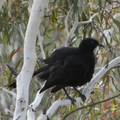 Corcorax melanorhamphos (White-winged Chough) at Googong Foreshore - 22 Jul 2022 by Steve_Bok