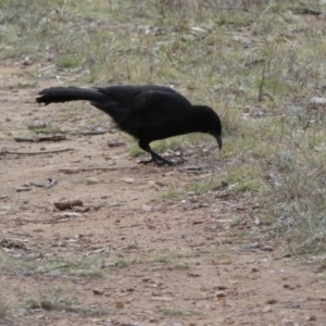 Corcorax melanorhamphos at Yarrow, NSW - 22 Jul 2022 05:09 PM