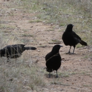 Corcorax melanorhamphos at Yarrow, NSW - 22 Jul 2022 05:09 PM