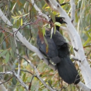 Corcorax melanorhamphos at Yarrow, NSW - 22 Jul 2022 05:09 PM