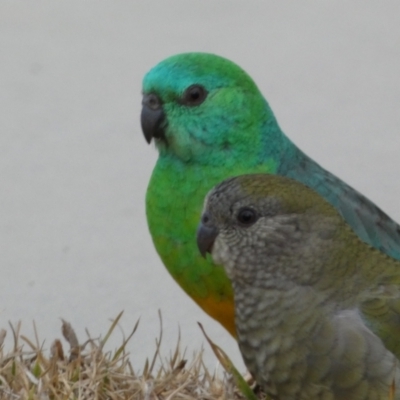 Psephotus haematonotus (Red-rumped Parrot) at Googong, NSW - 22 Jul 2022 by SteveBorkowskis