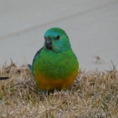 Psephotus haematonotus at Googong, NSW - 22 Jul 2022