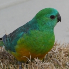 Psephotus haematonotus at Googong, NSW - 22 Jul 2022 05:43 PM