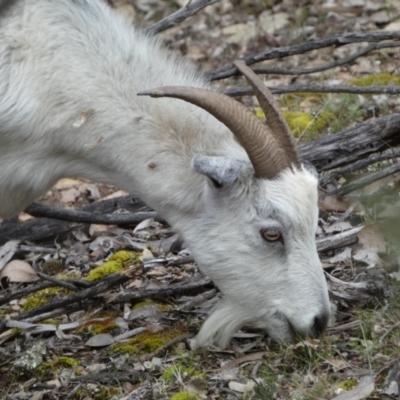 Capra hircus (Goat) at Carwoola, NSW - 22 Jul 2022 by Steve_Bok