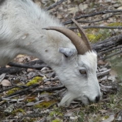 Capra hircus (Goat) at Carwoola, NSW - 22 Jul 2022 by Steve_Bok