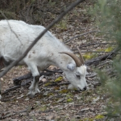 Capra hircus at Carwoola, NSW - 22 Jul 2022 03:12 PM