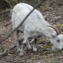 Capra hircus at Carwoola, NSW - 22 Jul 2022 03:12 PM