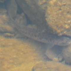 Galaxias olidus (Mountain Galaxias) at Cuumbeun Nature Reserve - 22 Jul 2022 by Steve_Bok