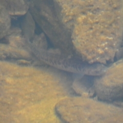 Galaxias olidus at Carwoola, NSW - 22 Jul 2022