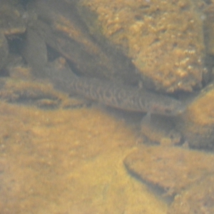 Galaxias olidus at Carwoola, NSW - 22 Jul 2022