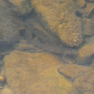 Galaxias olidus at Carwoola, NSW - 22 Jul 2022