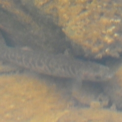 Galaxias olidus at Carwoola, NSW - 22 Jul 2022