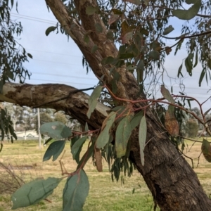 Eucalyptus melliodora at Watson, ACT - 16 Jul 2022
