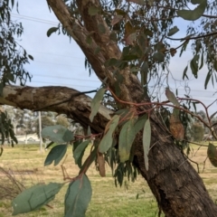 Eucalyptus melliodora (Yellow Box) at Watson, ACT - 16 Jul 2022 by AniseStar