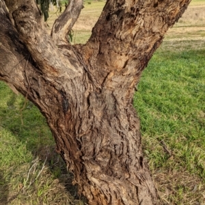 Eucalyptus melliodora at Watson, ACT - 16 Jul 2022