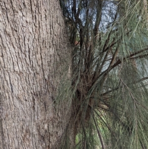 Casuarina cunninghamiana subsp. cunninghamiana at Watson, ACT - 16 Jul 2022 09:38 AM