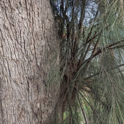 Casuarina cunninghamiana subsp. cunninghamiana (River She-Oak, River Oak) at Watson, ACT - 15 Jul 2022 by AniseStar