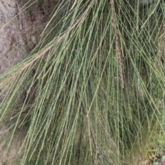 Casuarina cunninghamiana subsp. cunninghamiana at Watson, ACT - 16 Jul 2022 09:38 AM