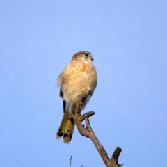 Falco cenchroides (Nankeen Kestrel) at Mount Ainslie - 18 Jul 2022 by jb2602