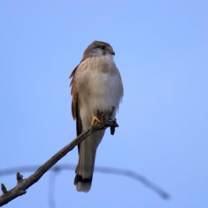 Falco cenchroides at Hackett, ACT - 18 Jul 2022