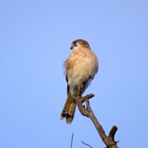 Falco cenchroides at Hackett, ACT - 18 Jul 2022