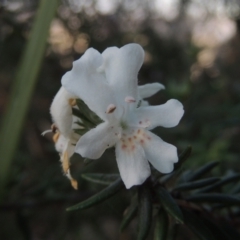Westringia fruticosa (Native Rosemary) at Merimbula, NSW - 18 Jul 2020 by MichaelBedingfield