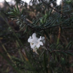 Westringia fruticosa at Merimbula, NSW - 18 Jul 2020 05:15 PM