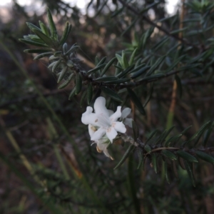 Westringia fruticosa at Merimbula, NSW - 18 Jul 2020