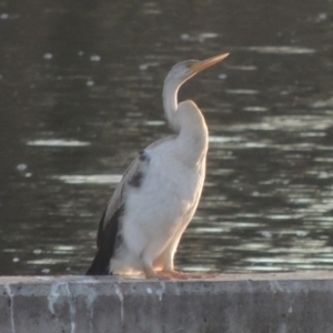 Anhinga novaehollandiae at Molonglo, ACT - 22 Mar 2022 05:41 PM