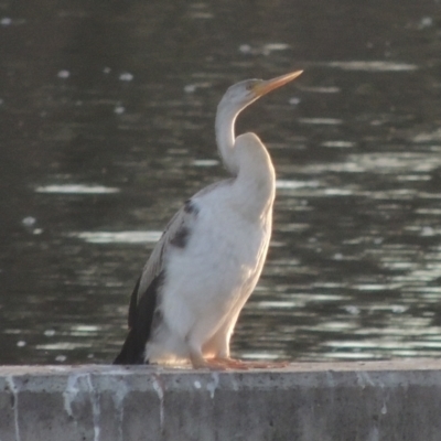 Anhinga novaehollandiae (Australasian Darter) at Molonglo, ACT - 22 Mar 2022 by michaelb