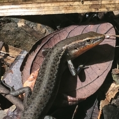 Carlia rubrigularis at Yungaburra, QLD - 6 Jul 2022 by MattFox