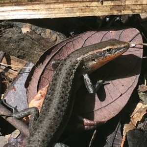 Carlia rubrigularis at Yungaburra, QLD - 6 Jul 2022 01:25 PM
