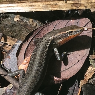 Carlia rubrigularis (Northern Red-throated Skink) at Yungaburra, QLD - 6 Jul 2022 by MattFox