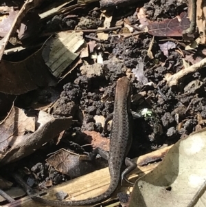 Carlia rubrigularis at Yungaburra, QLD - 6 Jul 2022 01:25 PM