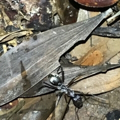 Camponotus sp. (genus) (A sugar ant) at Butchers Creek, QLD - 6 Jul 2022 by MattFox