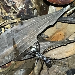 Camponotus sp. (genus) at Butchers Creek, QLD - 6 Jul 2022 08:19 PM