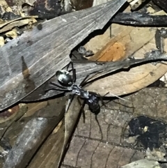 Camponotus sp. (genus) at Butchers Creek, QLD - 6 Jul 2022 08:19 PM