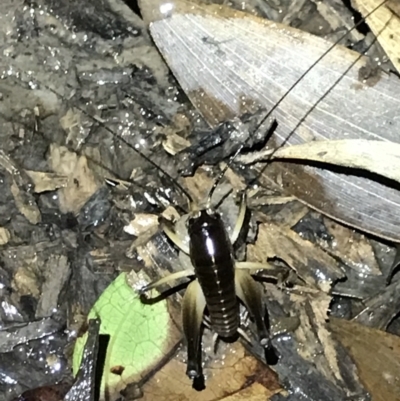Unidentified Cricket (Orthoptera, several families) at Butchers Creek, QLD - 6 Jul 2022 by MattFox