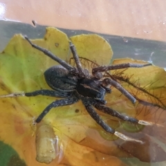 Dolomedes (genus) (Fishing spider) at Chisholm, ACT - 17 Jul 2022 by RomanSoroka