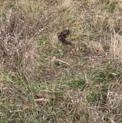 Tiliqua rugosa (Shingleback Lizard) at Hall, ACT - 23 Jul 2022 by Rosie