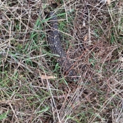 Tiliqua rugosa at Hall, ACT - 23 Jul 2022 11:21 AM