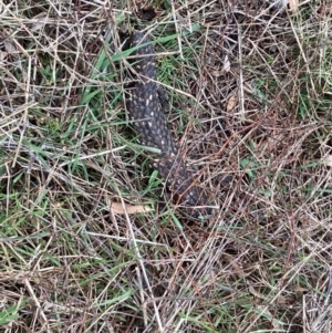 Tiliqua rugosa at Hall, ACT - 23 Jul 2022