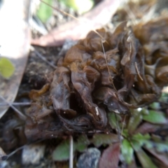 Nostoc sp. (genus) (A cyanobacterium) at Cooma, NSW - 23 Jul 2022 by mahargiani