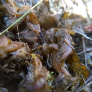 Nostoc sp. (genus) at Cooma, NSW - 23 Jul 2022 11:29 AM