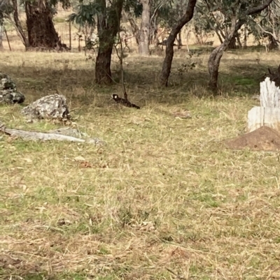 Zanda funerea (Yellow-tailed Black-Cockatoo) at Hall, ACT - 23 Jul 2022 by Rosie