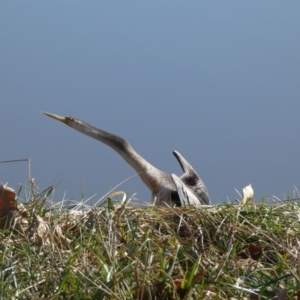 Anhinga novaehollandiae at Greenway, ACT - 15 Jul 2022