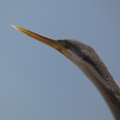 Anhinga novaehollandiae at Greenway, ACT - 15 Jul 2022